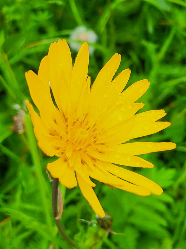 flora & fauna in Silz, Tirol